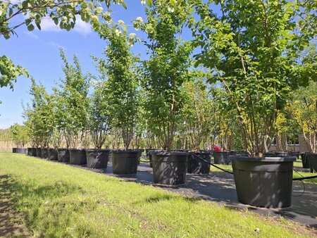 Parrotia persica 'Vanessa' 250-300 cm cont. 110L meerstammig - afbeelding 5