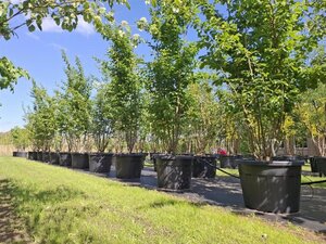 Parrotia persica 'Vanessa' 250-300 cm cont. 110L meerstammig - afbeelding 5