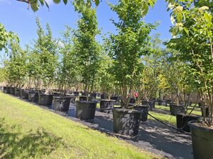 Parrotia persica 'Vanessa' 250-300 cm cont. 110L meerstammig - afbeelding 6