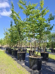 Parrotia persica 'Vanessa' 300-350 cm cont. 110L meerstammig - afbeelding 2