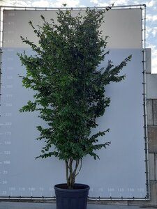 Parrotia persica 'Vanessa' 300-350 cm draadkluit meerstammig