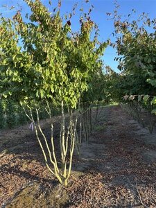 Parrotia persica 'Vanessa' 350-400 cm draadkluit meerstammig