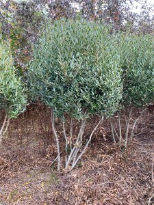 Phillyrea angustifolia 150-175 cm draadkluit meerstammig