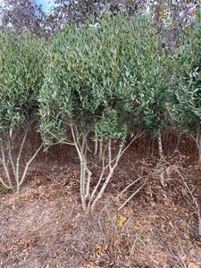 Phillyrea angustifolia 150-175 cm draadkluit meerstammig - afbeelding 2