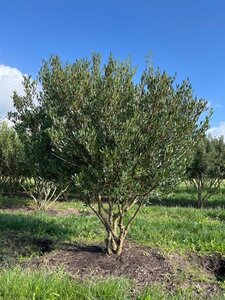 Phillyrea angustifolia 175-200 cm draadkluit meerstammig