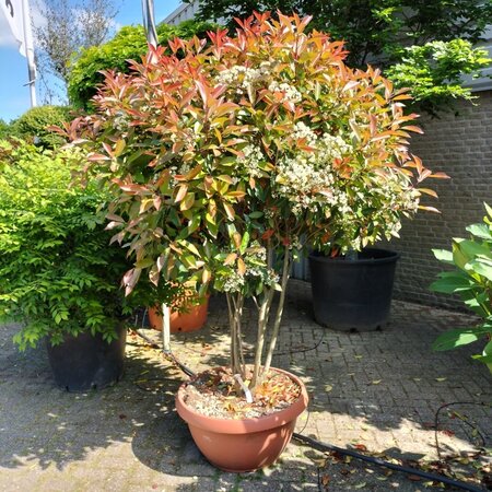 Photinia fraseri 'Red Robin'= 'Roodborstje' 150-175 cm container meerstammig - afbeelding 1