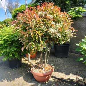 Photinia fraseri 'Red Robin'= 'Roodborstje' 150-175 cm container meerstammig