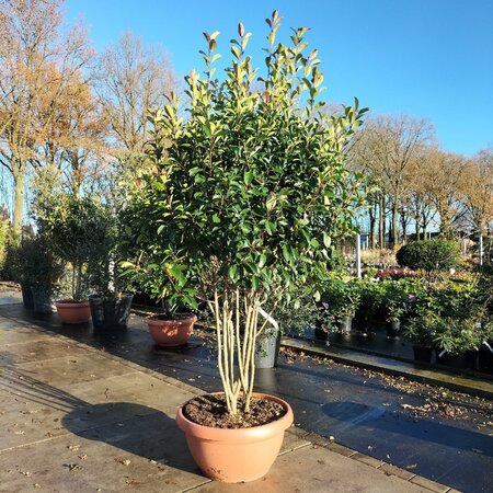 Photinia fraseri 'Red Robin'= 'Roodborstje' 150-175 cm container meerstammig - afbeelding 2