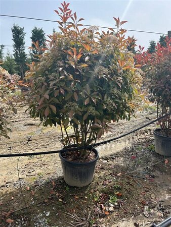 Photinia fraseri 'Red Robin'= 'Roodborstje' 175-200 cm cont. 50L meerstammig