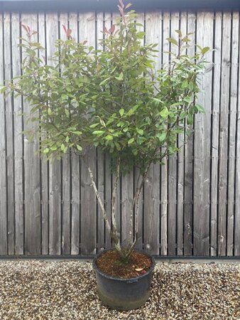 Photinia fraseri 'Red Robin'= 'Roodborstje' 200-250 cm cont. 80L meerstammig - afbeelding 2