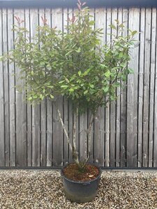 Photinia fraseri 'Red Robin'= 'Roodborstje' 200-250 cm cont. 80L meerstammig - afbeelding 2