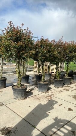 Photinia fraseri 'Red Robin'= 'Roodborstje' 200-250 cm container meerstammig