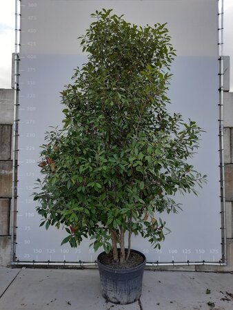 Photinia fraseri 'Red Robin'= 'Roodborstje' 300-350 cm draadkluit meerstammig