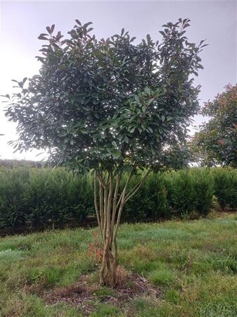 Photinia fraseri 'Red Robin'= 'Roodborstje' 350-400 cm draadkluit meerstammig