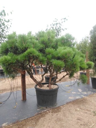 Pinus brepo = brevifolia 150-175 cm cont. 130L multi-stem - image 1