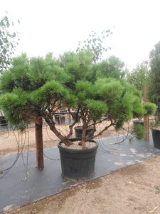Pinus brepo = brevifolia 150-175 cm cont. 130L multi-stem