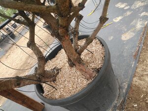 Pinus brepo = brevifolia 150-175 cm cont. 130L multi-stem - image 2
