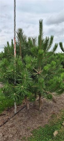 Pinus nigra nigra 175-200 cm draadkluit meerstammig - afbeelding 1