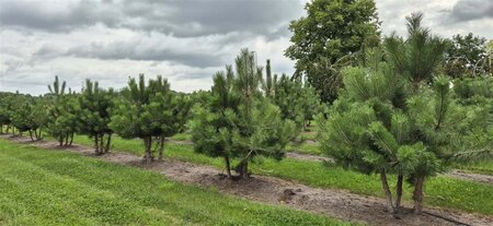 Pinus nigra nigra 175-200 cm draadkluit meerstammig - afbeelding 2