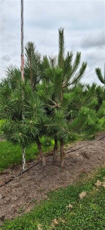 Pinus nigra nigra 175-200 cm draadkluit meerstammig - afbeelding 3