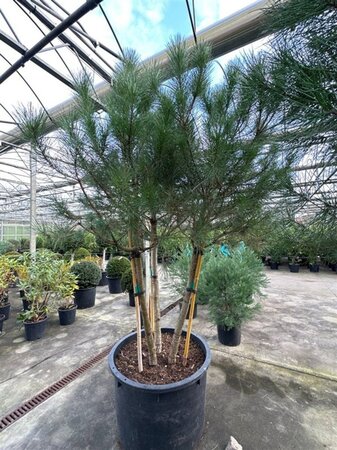 Pinus pinea 200-250 cm container meerstammig - afbeelding 1