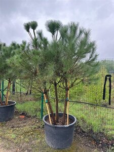 Pinus pinea 200-250 cm container meerstammig - afbeelding 2