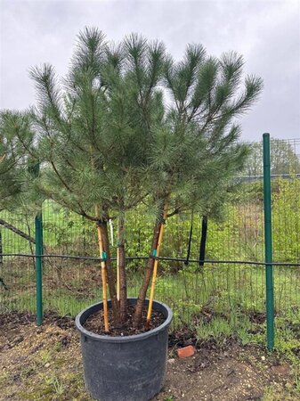 Pinus pinea 200-250 cm container meerstammig - afbeelding 3