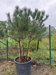 Pinus pinea 200-250 cm container meerstammig - afbeelding 3