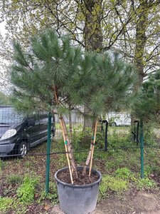 Pinus pinea 200-250 cm container meerstammig - afbeelding 4