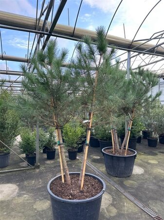 Pinus pinea 200-250 cm container meerstammig - afbeelding 5