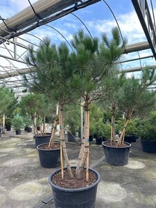 Pinus pinea 200-250 cm container meerstammig - afbeelding 6