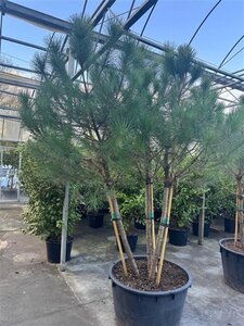 Pinus pinea 200-250 cm container meerstammig - afbeelding 7