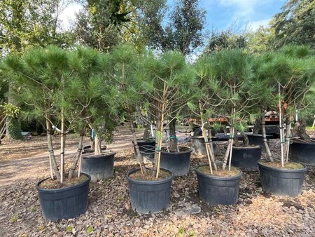 Pinus pinea 200-250 cm container meerstammig - afbeelding 8