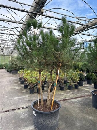 Pinus pinea 200-250 cm container meerstammig - afbeelding 9