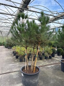 Pinus pinea 200-250 cm container meerstammig - afbeelding 9