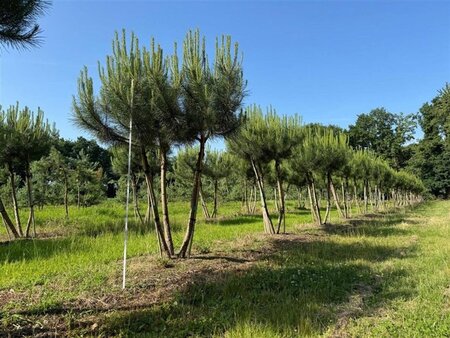 Pinus pinea 250-300 cm draadkluit meerstammig extra - afbeelding 2
