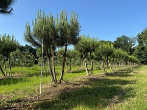 Pinus pinea 250-300 cm draadkluit meerstammig extra - afbeelding 2