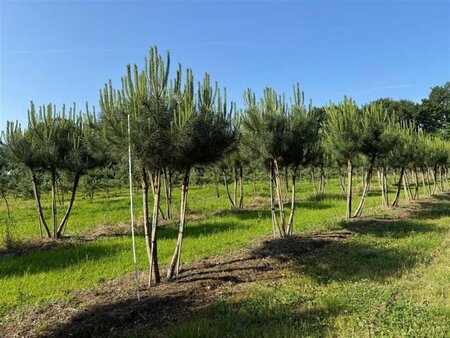 Pinus pinea 250-300 cm WRB multi-stem extra - image 1