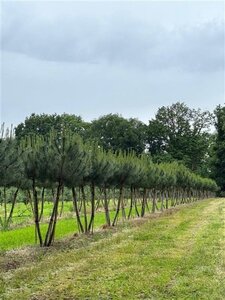 Pinus pinea 250-300 cm WRB multi-stem extra - image 3