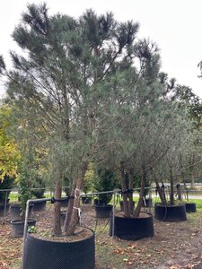 Pinus pinea 400-500 cm WRB multi-stem - image 2