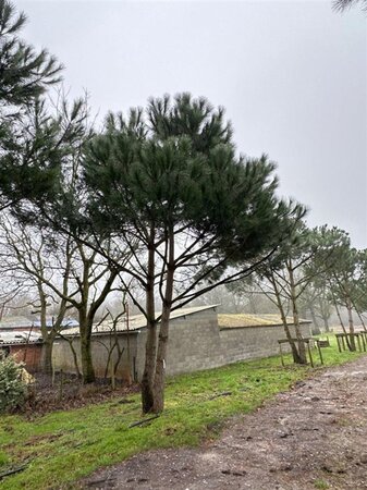 Pinus pinea 600-700 cm draadkluit meerstammig - afbeelding 2
