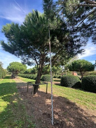 Pinus pinea 600-700 cm draadkluit meerstammig - afbeelding 4