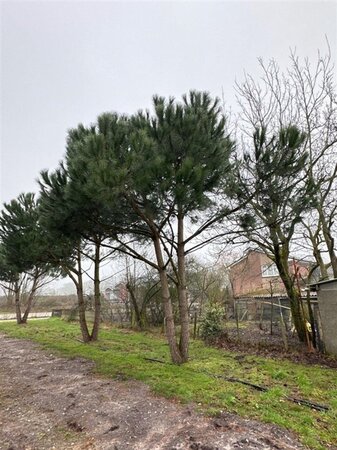 Pinus pinea 600-700 cm draadkluit meerstammig - afbeelding 6