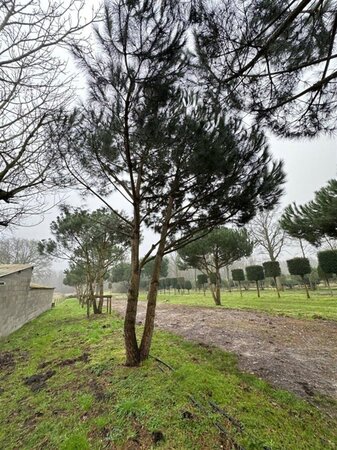 Pinus pinea 600-700 cm draadkluit meerstammig - afbeelding 7