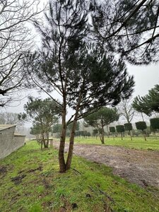 Pinus pinea 600-700 cm draadkluit meerstammig - afbeelding 7