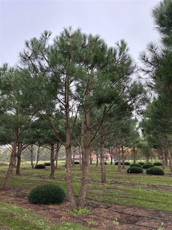 Pinus pinea 600-700 cm draadkluit meerstammig - afbeelding 20