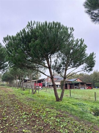Pinus pinea 600-700 cm draadkluit meerstammig - afbeelding 8