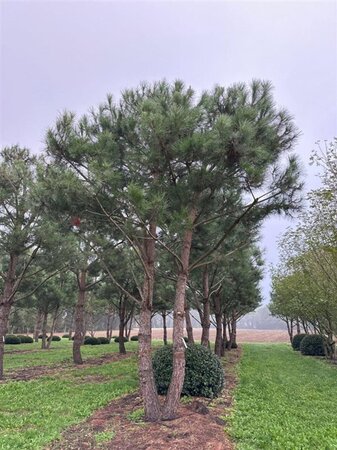 Pinus pinea 600-700 cm draadkluit meerstammig - afbeelding 22