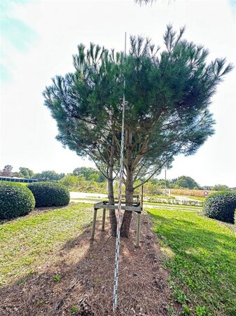 Pinus pinea 600-700 cm draadkluit meerstammig - afbeelding 23