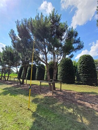 Pinus pinea 600-700 cm draadkluit meerstammig - afbeelding 24